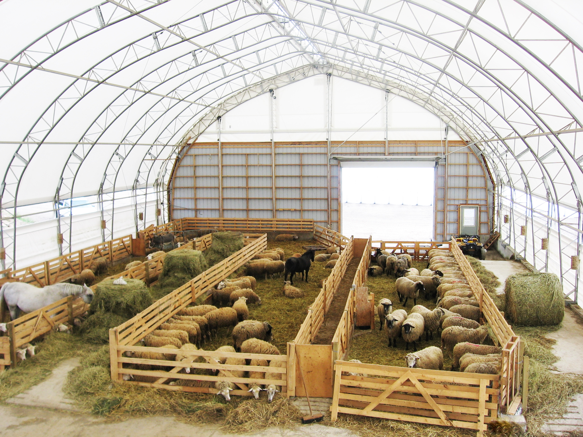 Agriculture Buildings Sheep